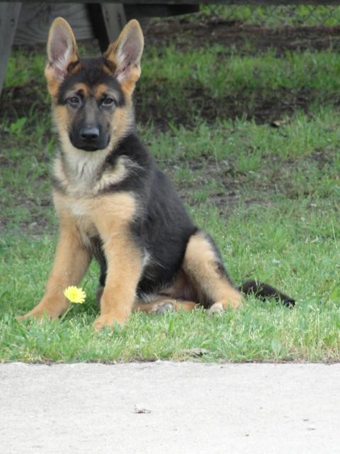 German-shepherd-puppy-Evil-flower.JPG