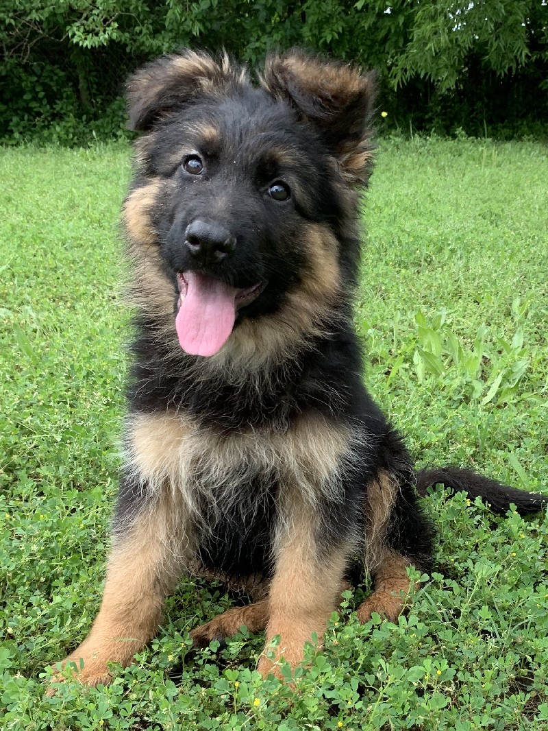 Preparing for Your German Shepherd Puppy