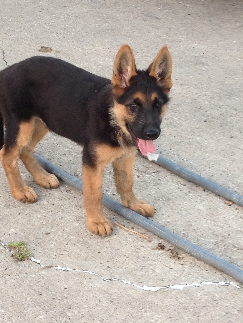 Puppy-Peanut-feather.JPG