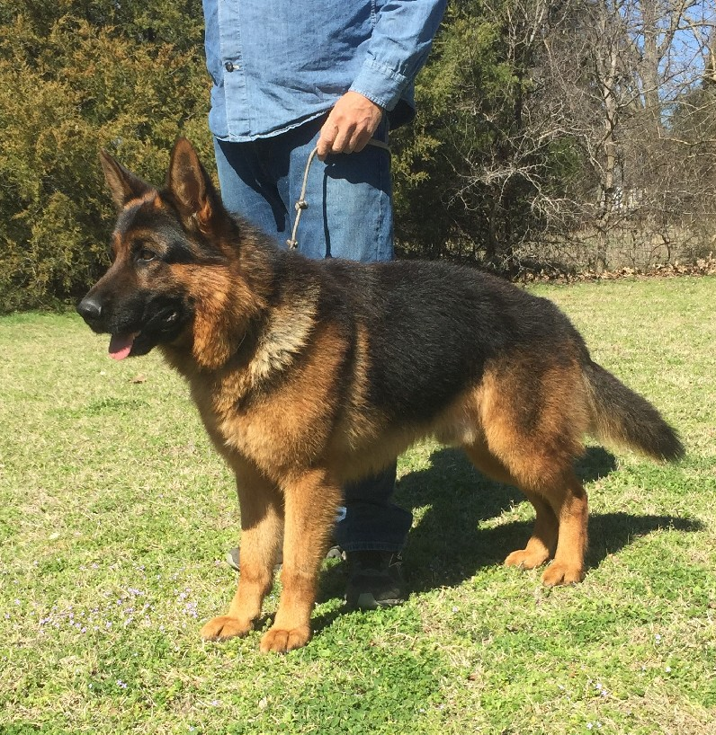 SG1-Caedon-vom-Nevadahaus-Nevada-Haus-German-Shepherd-Breeders.png