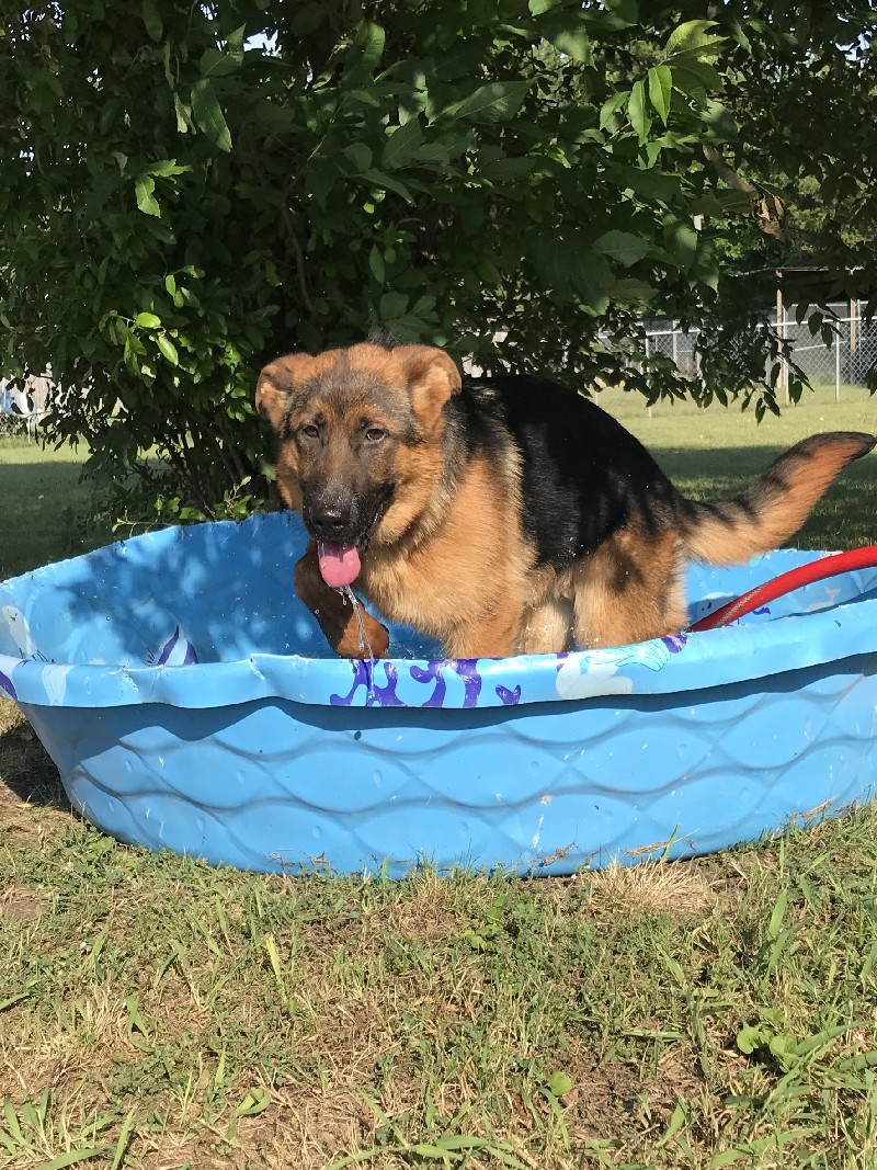 does the german shepherd dog like to swim