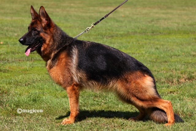 German Shepherd Studs | Nevada Haus