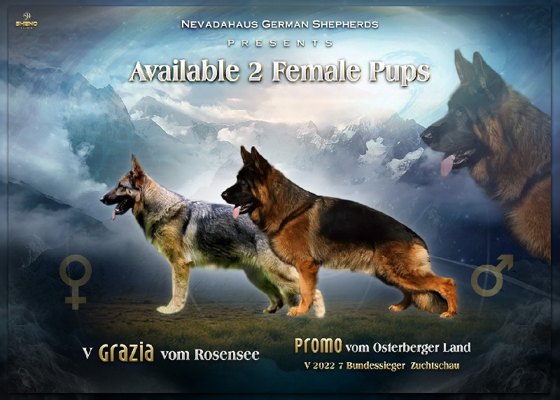 German Shepherd Puppies for Sale | Nevada Haus German Shepherd Breeder