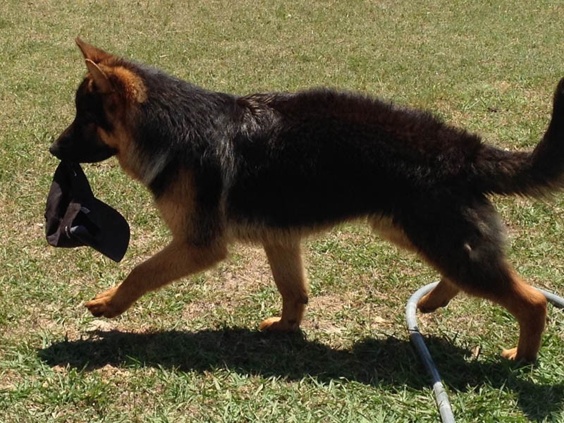 west german working line german shepherd breeders