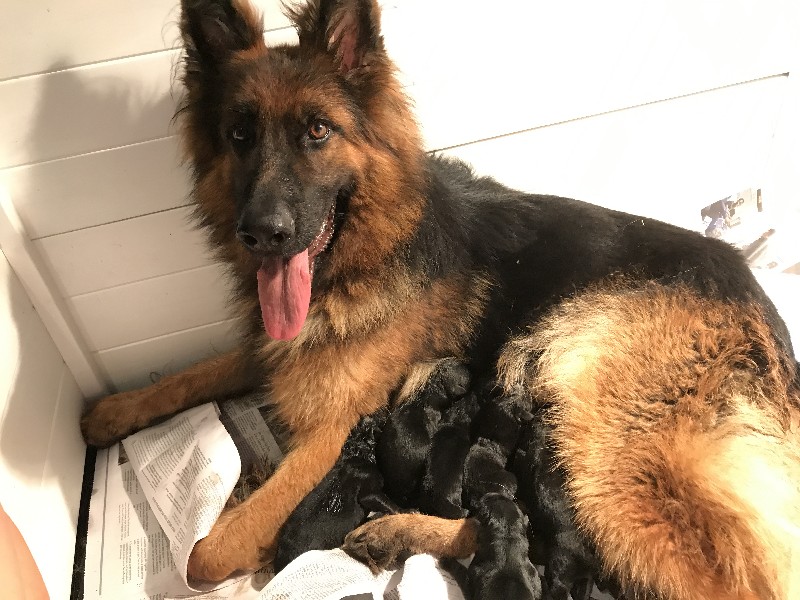 German Shepherd Breeding Females | Nevada Haus