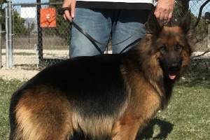 Miracle vom Nevadahaus - Retired German Shepherd