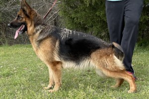 Harmony vom Nevadahaus - Retired German Shepherd