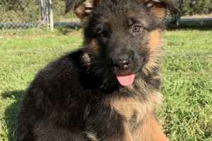 Alex vom Nevadahaus **Sold** - Previous Puppy Litters