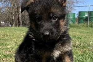Astro vom Nevadahaus**Sold** - Previous Puppy Litters