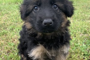 Bear vom Nevadahaus **Sold** - Previous Puppy Litters