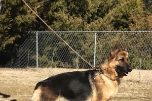 Brie vom Nevadahaus - Retired German Shepherd