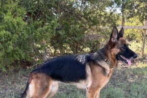 Brienne vom Nevadahaus - Retired German Shepherd