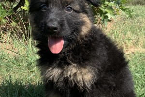 Chase vom Nevadahaus - Previous Puppy Litters