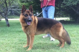 V Clifford von Arlett IPO1 KKL - Retired German Shepherd