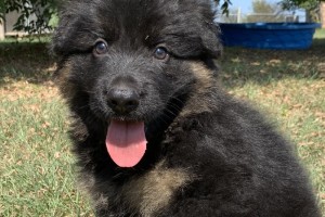 Cody vom Nevadahaus - Previous Puppy Litters