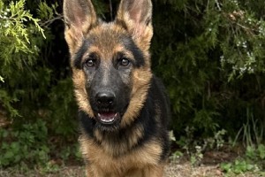 Daisy vom Nevadahaus - Previous Puppy Litters