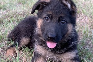 Danika vom Nevadahaus - Previous Puppy Litters