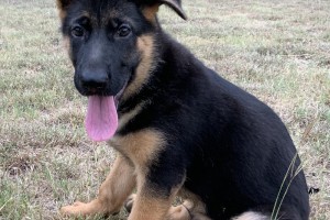 Dexter vom Nevadahaus - Previous Puppy Litters