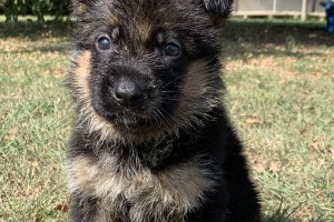 Drogo vom Nevadahaus - Previous Puppy Litters