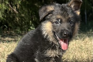 Eddie vom Nevadahaus - German Shepherd Puppies