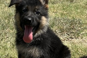 Ellie vom Nevadahaus - Previous Puppy Litters