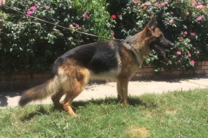 SG Emy von der Schmietranke - Retired German Shepherd