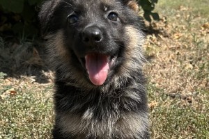 Esprit vom Nevadahaus - Previous Puppy Litters