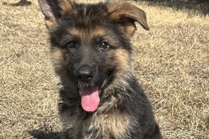 Falco vom Nevadahaus - Previous Puppy Litters