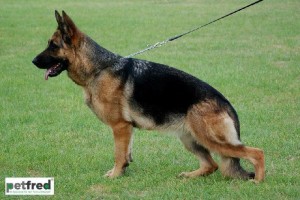 V Fantasy vom Rosensee IPO1 KKL - Retired German Shepherd