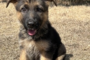 Flora vom Nevadahaus - Previous Puppy Litters
