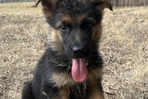 Forest vom Nevadahaus - Previous Puppy Litters
