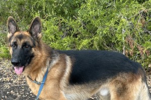 Frankie vom Nevadahaus - Previous Puppy Litters