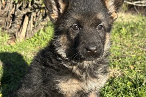 Gambler vom Nevadahaus - Previous Puppy Litters