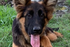 Zayda vom Nevadahaus - Previous Puppy Litters