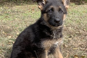 Griffin vom Nevadahaus - Previous Puppy Litters