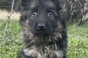 Gritty vom Nevadahaus - Previous Puppy Litters