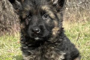 Grizzly vom Nevadahaus - Previous Puppy Litters