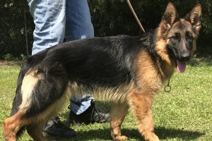 Haley vom Nevadahaus - Retired German Shepherd