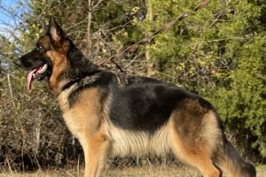 Heather vom Nevadahaus - Retired German Shepherd