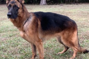 V Held von Klobenwalde IPO2 KKL - Retired German Shepherd