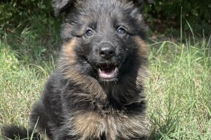 Honey vom Nevadahaus - Previous Puppy Litters