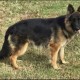 PUPPIES OF CASMIR AND IRISH BORN 02/13/2024
