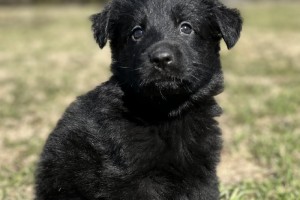 Jubilee vom Nevadahaus - Reserved - Previous Puppy Litters