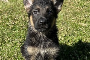 Kody vom Nevadahaus- Reserved - Previous Puppy Litters
