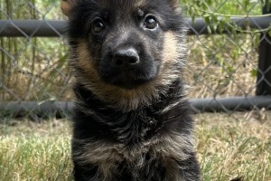 Evan vom Nevadahaus - Previous Puppy Litters