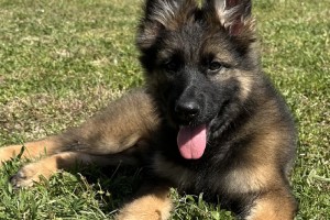 Janie vom Nevadahaus - German Shepherd Puppies