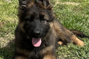 Jordan vom Nevadahaus- Sold - Previous Puppy Litters