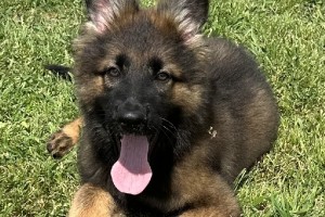 Jake vom Nevadahaus - German Shepherd Puppies