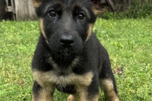 Kubby vom Nevadahaus - Previous Puppy Litters