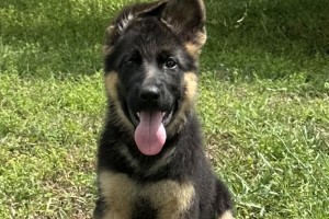 Korbie vom Nevadahaus- Sold - Previous Puppy Litters